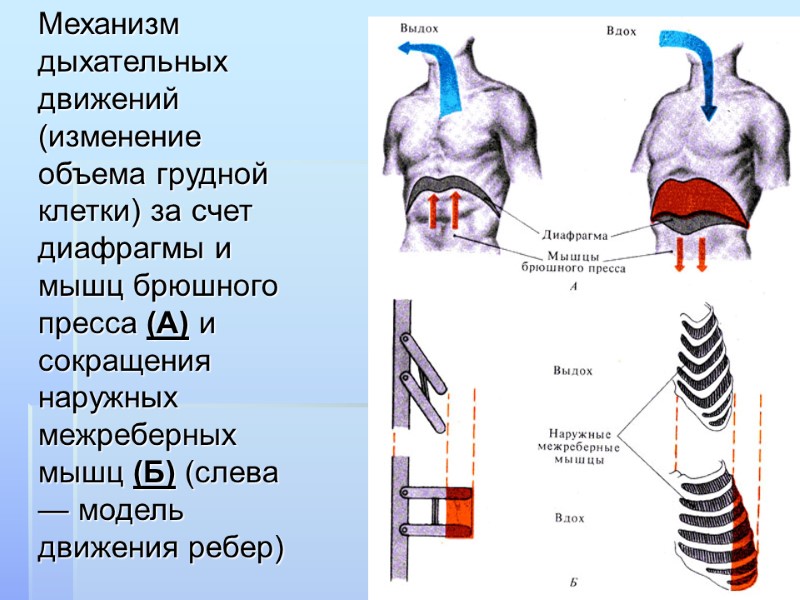 Механизм дыхательных движений (изменение объема грудной клетки) за счет диафрагмы и мышц брюшного пресса